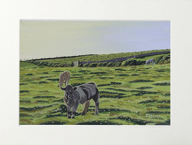 painting of irish calf Lahinch co Clare , Framed print of Irish calf Lahinch co Clare , irish art print of cows for sale