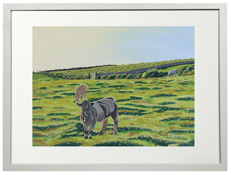 painting of irish calf Lahinch co Clare , Framed print of Irish calf Lahinch co Clare , irish art print of cows for sale