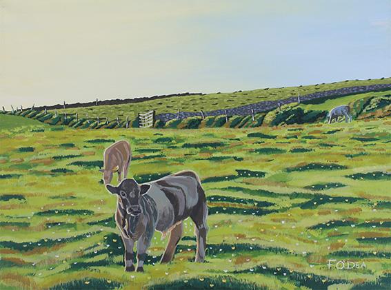 painting of irish calf Lahinch co Clare , Framed print of Irish calf Lahinch co Clare , irish art print of cows for sale 